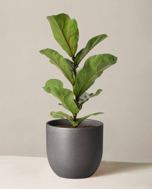 Fiddle Leaf Fig