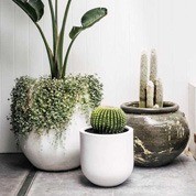 Plant Bundle