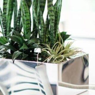 House Plants